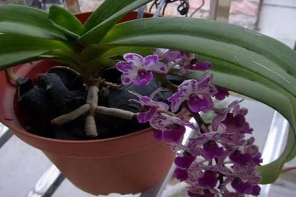 新加坡的国花是什么，是指万代兰