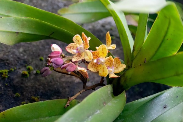 新加坡的国花是什么，是指万代兰