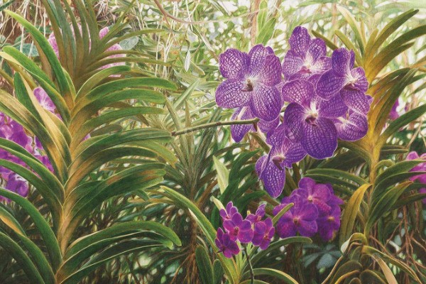 新加坡的国花是什么，是指万代兰