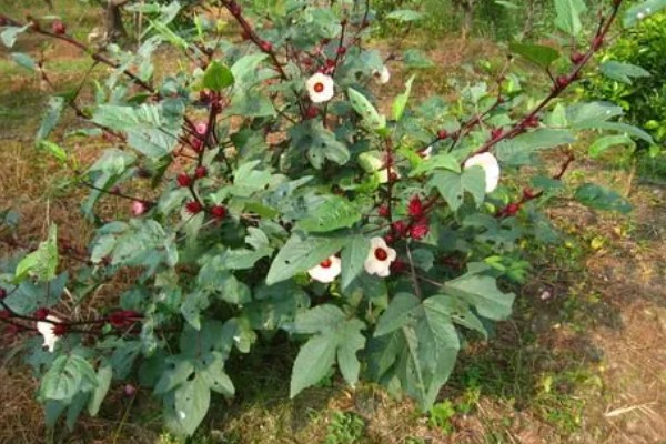 红桃K种子发芽的种养方式，种养前需要进行翻土和施加底肥