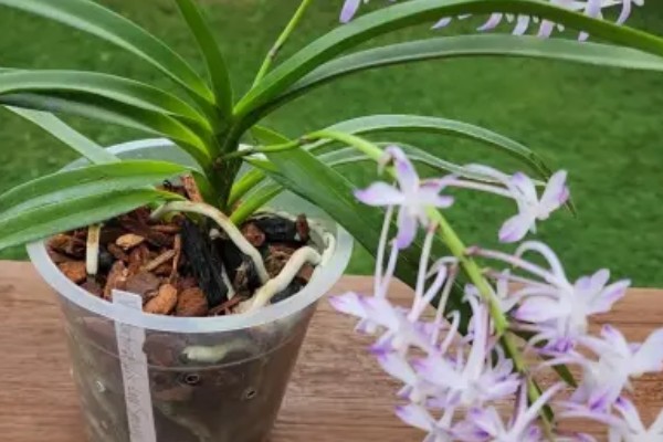 新加坡的国花是什么，是指万代兰