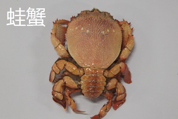 海里有什么螃蟹，包括梭子蟹、青蟹、蛙蟹等品种