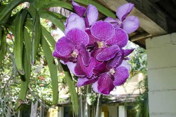 新加坡的国花是什么，是指万代兰