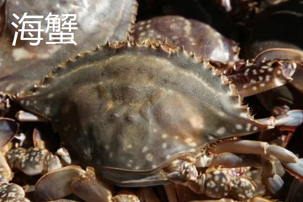 海里有什么螃蟹，包括梭子蟹、青蟹、蛙蟹等品种