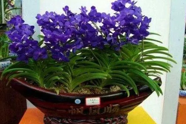 新加坡的国花是什么，是指万代兰