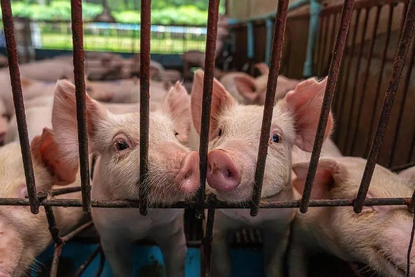 生猪存栏量与出栏量的关系，可以体现出市场行情的好与坏