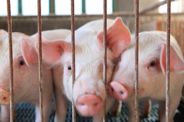 生猪存栏量与出栏量的关系，可以体现出市场行情的好与坏