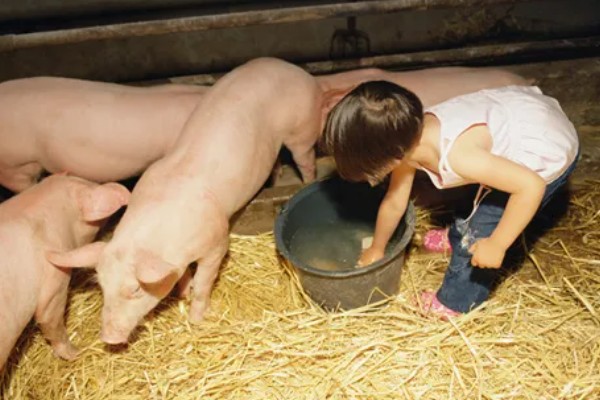 生猪存栏量与出栏量的关系，可以体现出市场行情的好与坏