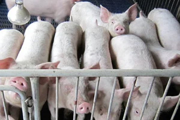 生猪存栏量与出栏量的关系，可以体现出市场行情的好与坏