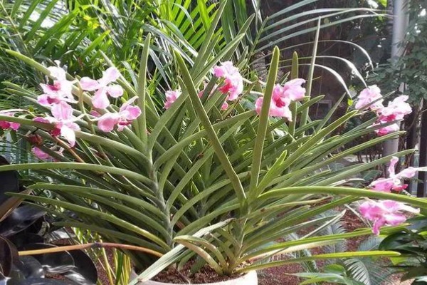 新加坡的国花是什么，是指万代兰