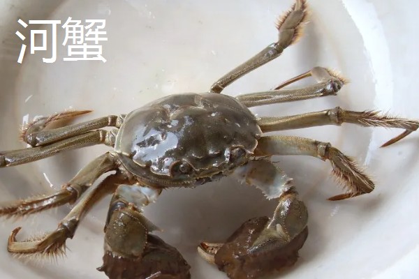 海里有什么螃蟹，包括梭子蟹、青蟹、蛙蟹等品种