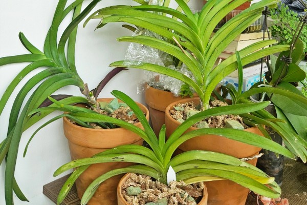 新加坡的国花是什么，是指万代兰