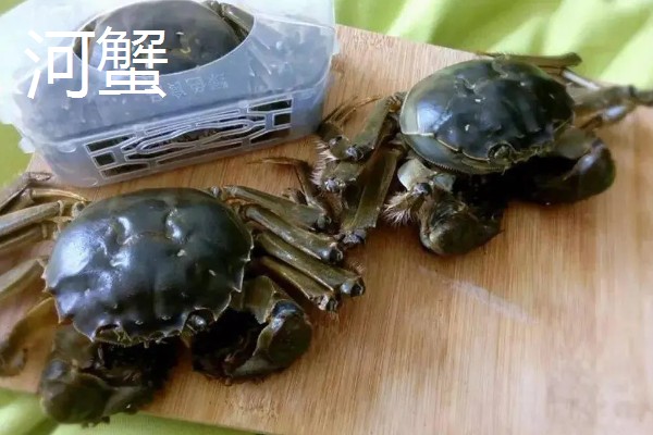 海里有什么螃蟹，包括梭子蟹、青蟹、蛙蟹等品种