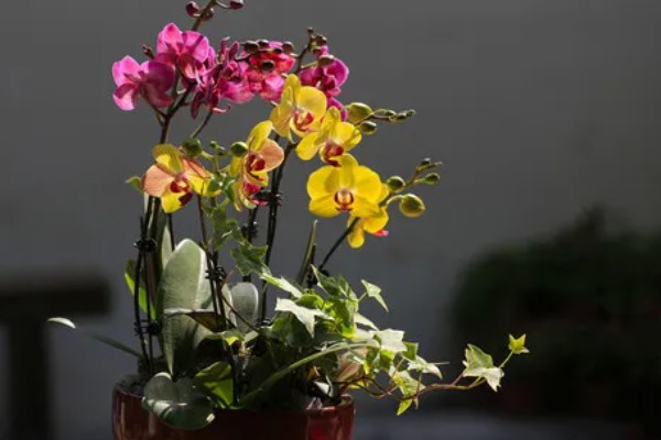 蝴蝶兰花骨朵干瘪脱落如何处理,要剪除枯黄发病的枝条并喷施多菌灵