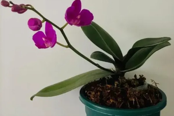 蝴蝶兰花骨朵干瘪脱落如何处理,要剪除枯黄发病的枝条并喷施多菌灵
