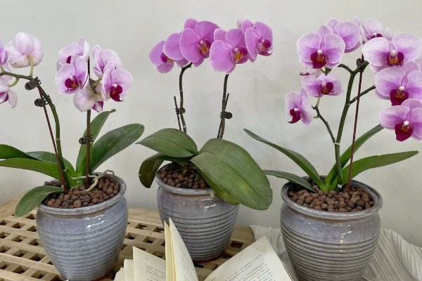 蝴蝶兰花骨朵干瘪脱落如何处理,要剪除枯黄发病的枝条并喷施多菌灵