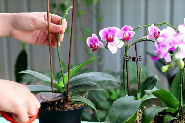 蝴蝶兰花骨朵干瘪脱落如何处理,要剪除枯黄发病的枝条并喷施多菌灵