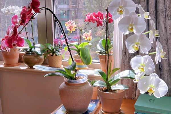 蝴蝶兰花骨朵干瘪脱落如何处理,要剪除枯黄发病的枝条并喷施多菌灵