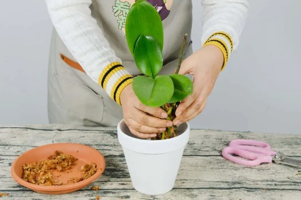 蝴蝶兰花骨朵干瘪脱落如何处理,要剪除枯黄发病的枝条并喷施多菌灵