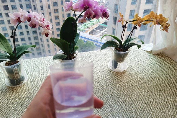 蝴蝶兰花骨朵干瘪脱落如何处理,要剪除枯黄发病的枝条并喷施多菌灵