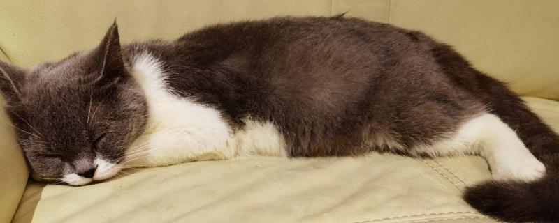 猫咪眼睛里有毛发怎么办，可用宠物洗眼液将毛发洗出来