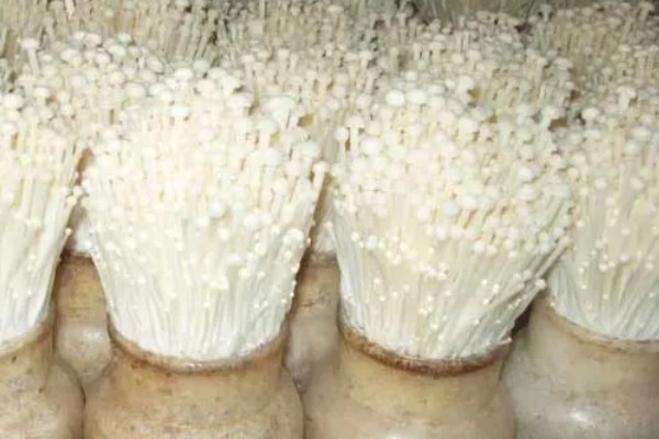 金针菇的产地，主要分布于中国、日本、俄罗斯等地