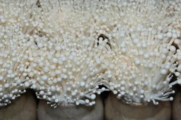 金针菇的产地，主要分布于中国、日本、俄罗斯等地