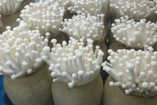 金针菇的产地，主要分布于中国、日本、俄罗斯等地