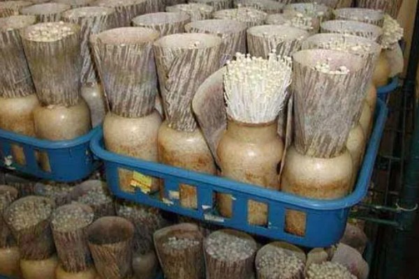 金针菇的产地，主要分布于中国、日本、俄罗斯等地