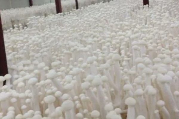 金针菇的产地，主要分布于中国、日本、俄罗斯等地