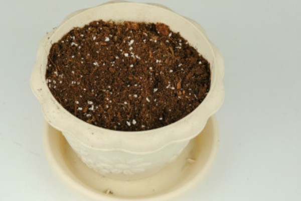 红桃K种子发芽的种养方式，种养前需要进行翻土和施加底肥