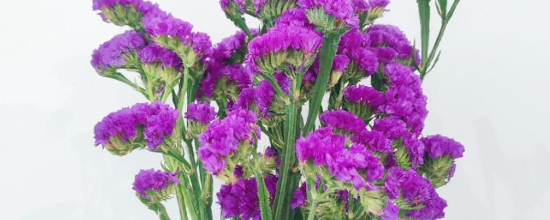 新鲜勿忘我如何干养，选择透明的容器插瓶