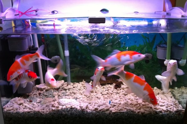 新买的锦鲤跳缸如何处理,对鱼缸加盖可以阻止它们跳出去