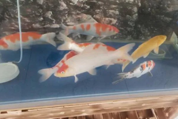 新买的锦鲤跳缸如何处理,对鱼缸加盖可以阻止它们跳出去