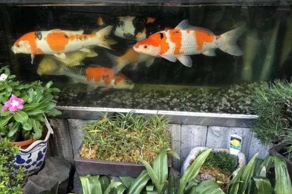 新买的锦鲤跳缸如何处理,对鱼缸加盖可以阻止它们跳出去