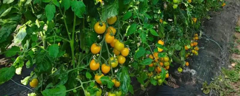 怎么预防秋番茄的四种生理性病害，不同病害的防治方法不同
