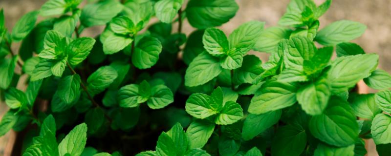 薄荷叶子发黑的原因，可能是浇水过多所导致的