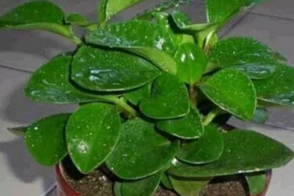 碧玉花叶片卷曲的原因，可能是光照不当所致