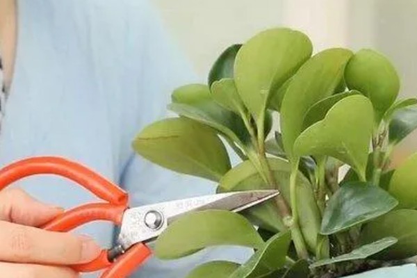 碧玉花叶片卷曲的原因，可能是光照不当所致