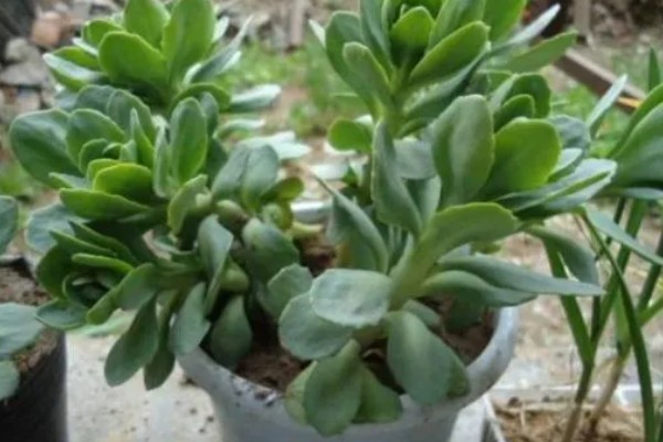 八宝景天能水培吗，是可以进行水培的