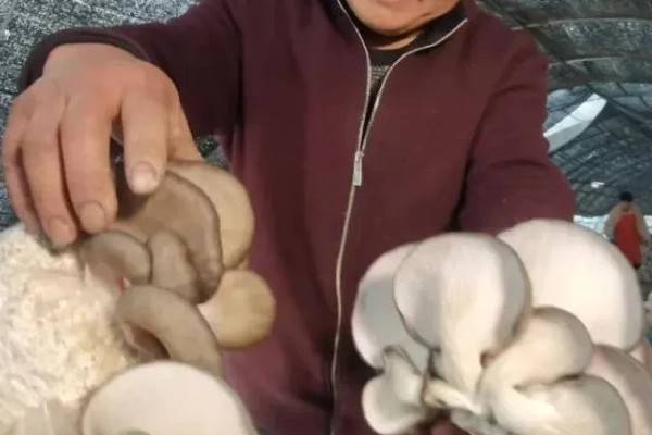 怎么种植平菇，空气湿度要达到80%以上