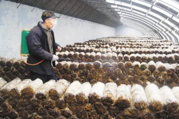 怎么种植平菇，空气湿度要达到80%以上