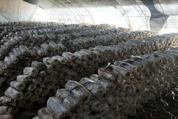 怎么种植平菇，空气湿度要达到80%以上