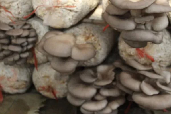 怎么种植平菇，空气湿度要达到80%以上