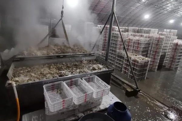 怎么种植平菇，空气湿度要达到80%以上