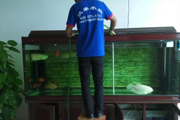 新买的锦鲤跳缸如何处理,对鱼缸加盖可以阻止它们跳出去