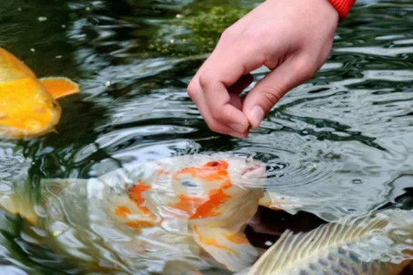 新买的锦鲤跳缸如何处理,对鱼缸加盖可以阻止它们跳出去