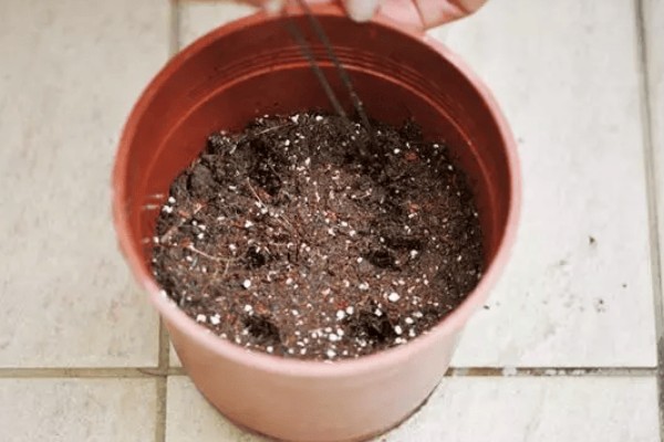 小人祭的繁殖方法，一般采取播种的方式