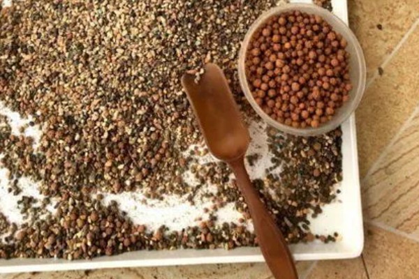 小人祭的繁殖方法，一般采取播种的方式