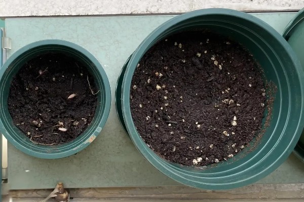 小人祭的繁殖方法，一般采取播种的方式